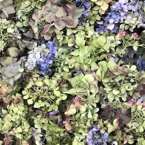 10 cups Candy Hydrangea Petals. Wedding Petals. Decoration. Craft Supply Eco-friendly, freeze-dried. DIY. Dried Hydrangea. Real Petals. USA