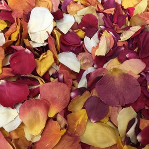 10 cups Autumn Real Rose Petal. Flower Confetti. Flower Petals. Wedding Confetti. Fall Decorations. Dried Petals. Freeze-dried Petals. USA