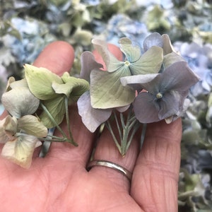 May include: A cluster of dried hydrangea flowers in shades of blue and green, held in a hand.
