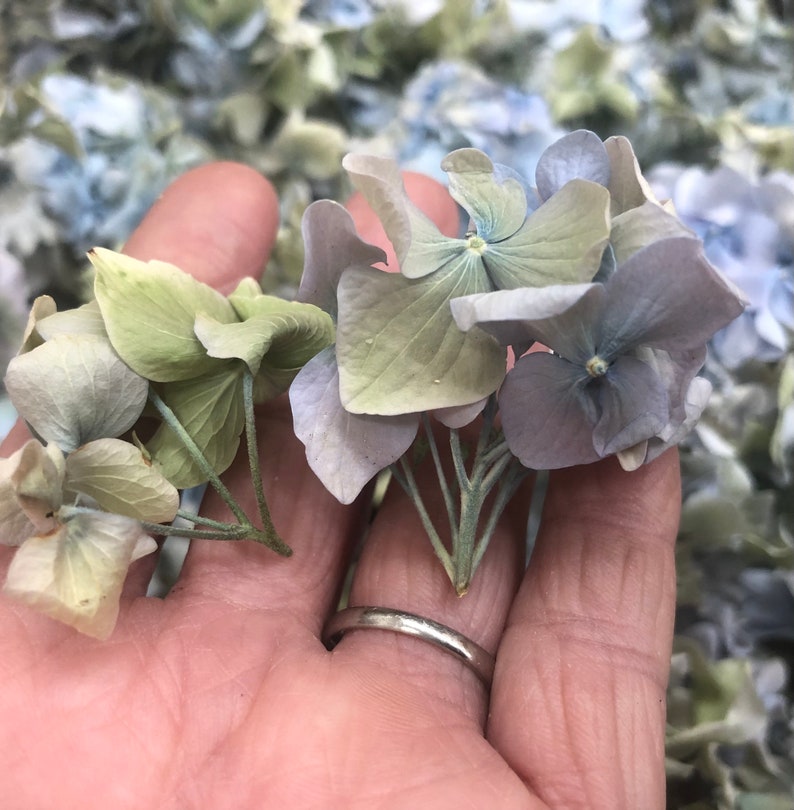 May include: A cluster of dried hydrangea flowers in shades of blue and green, held in a hand.