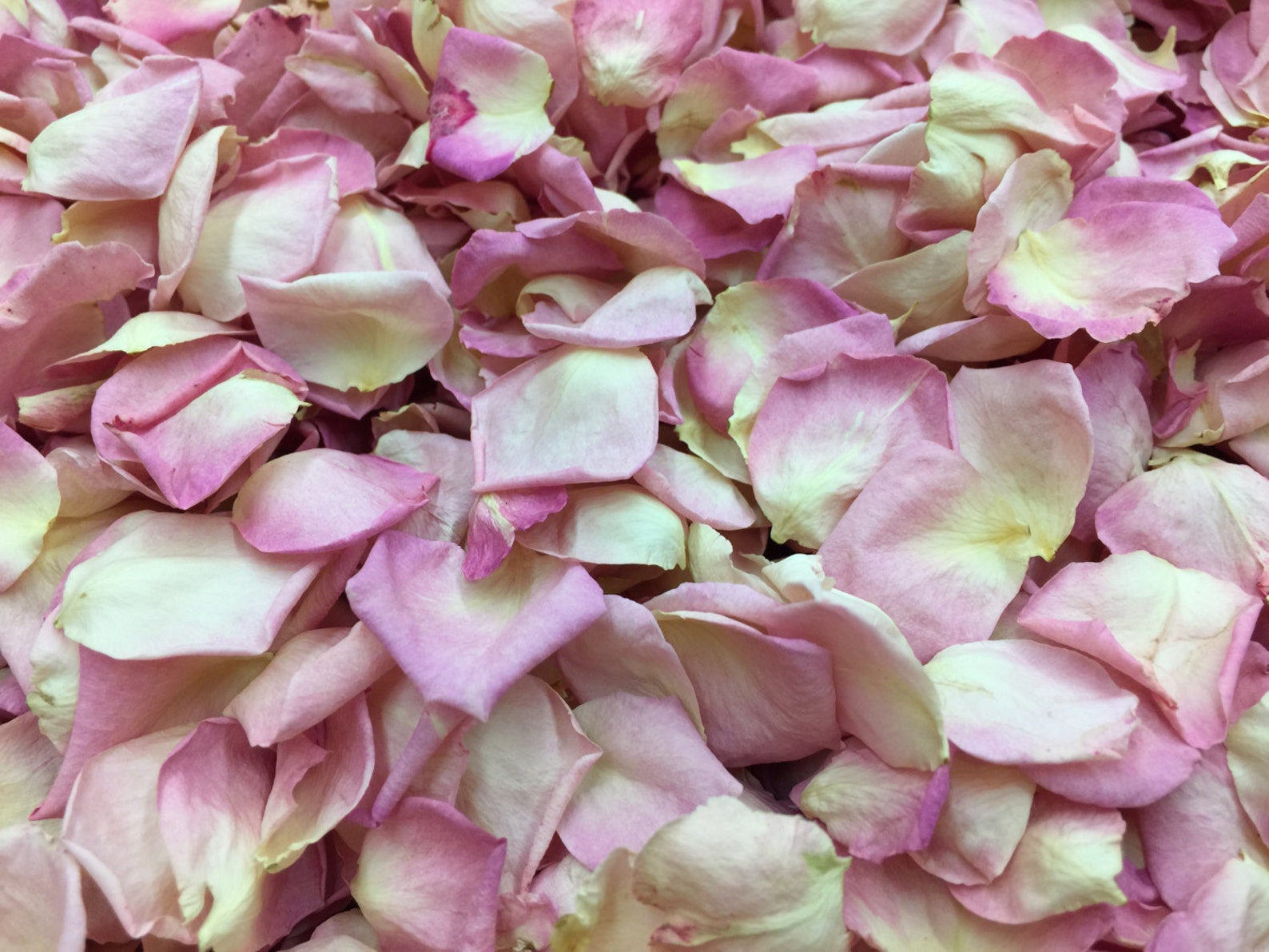 Gender Reveal Petals. 30 cups Petite Pink Rose Petals. Etsy