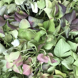 30 cups  Rose Green Hydrangea Petals. Stunning eco-friendly, freeze-dried hydrangea petals. Wedding Petals. Tossing Petals. DIY Wedding. USA