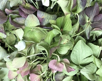 May include: A close-up of a bunch of dried hydrangea flowers. The flowers are a mix of green and purple hues.