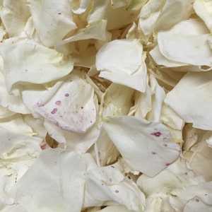 50 cups Pathway Petals. Wedding Petals. Petals. Natural Confetti. Rose Petals.Ivory Rose Petals.Imperfect Petals. Real Rose Petals. DIY. USA