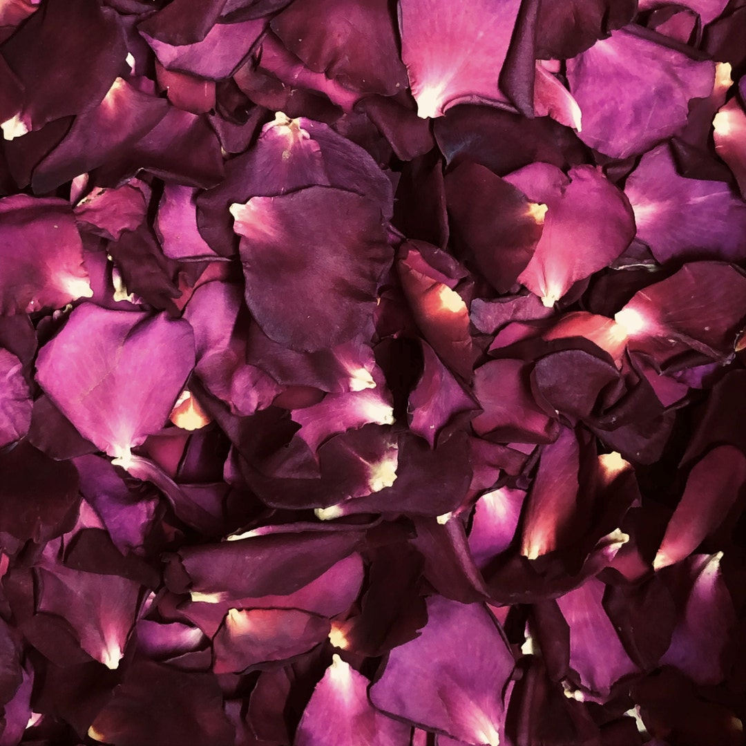 Cranberry Magenta Rose Petals: Biodegradable Confetti. Freeze-dried ...