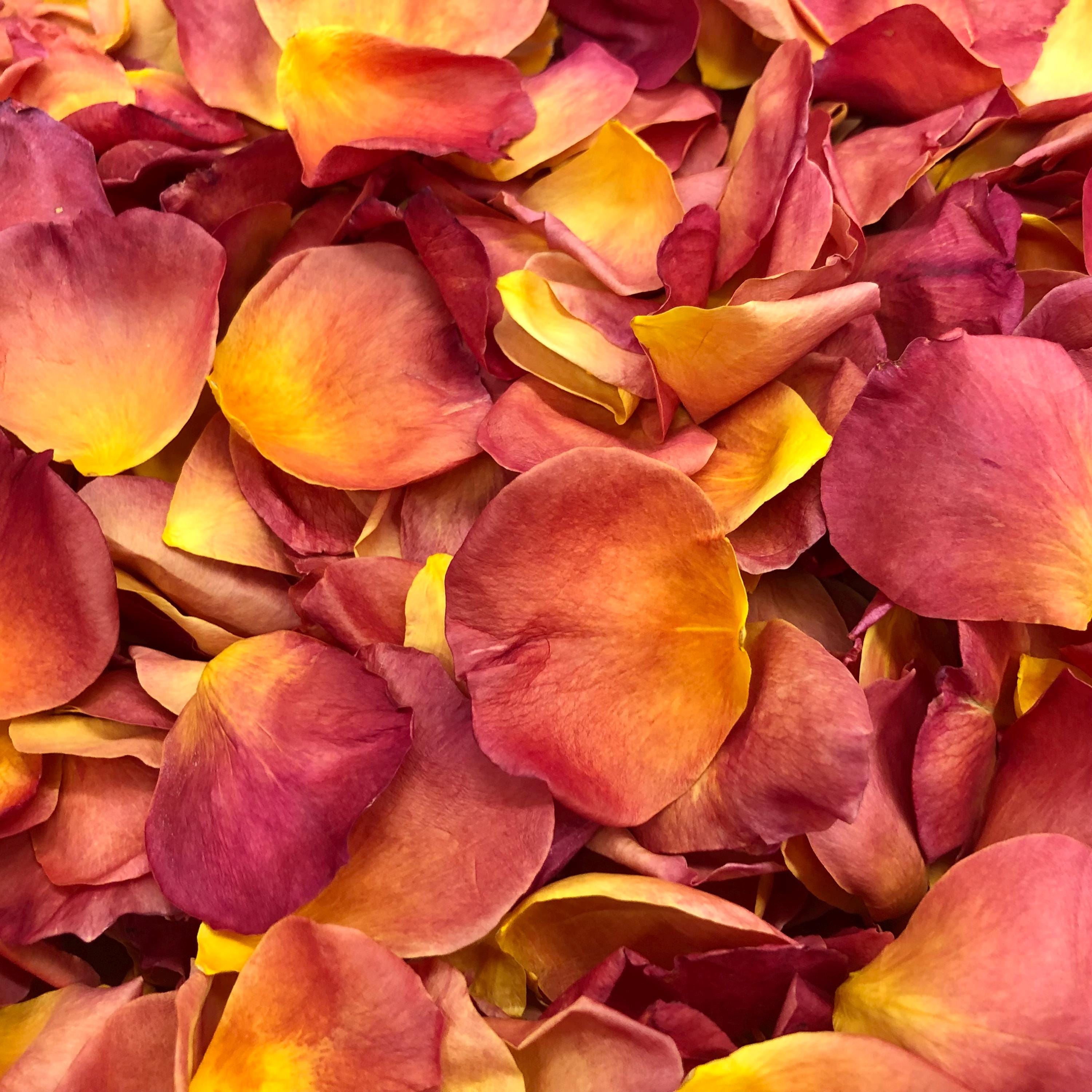30 cups Ombre Petals. Rose Petals. Flower Petals. Freeze Dried Petals. Wedding Petals. Natural Confetti. Dried Rose Petals. Made in USA!