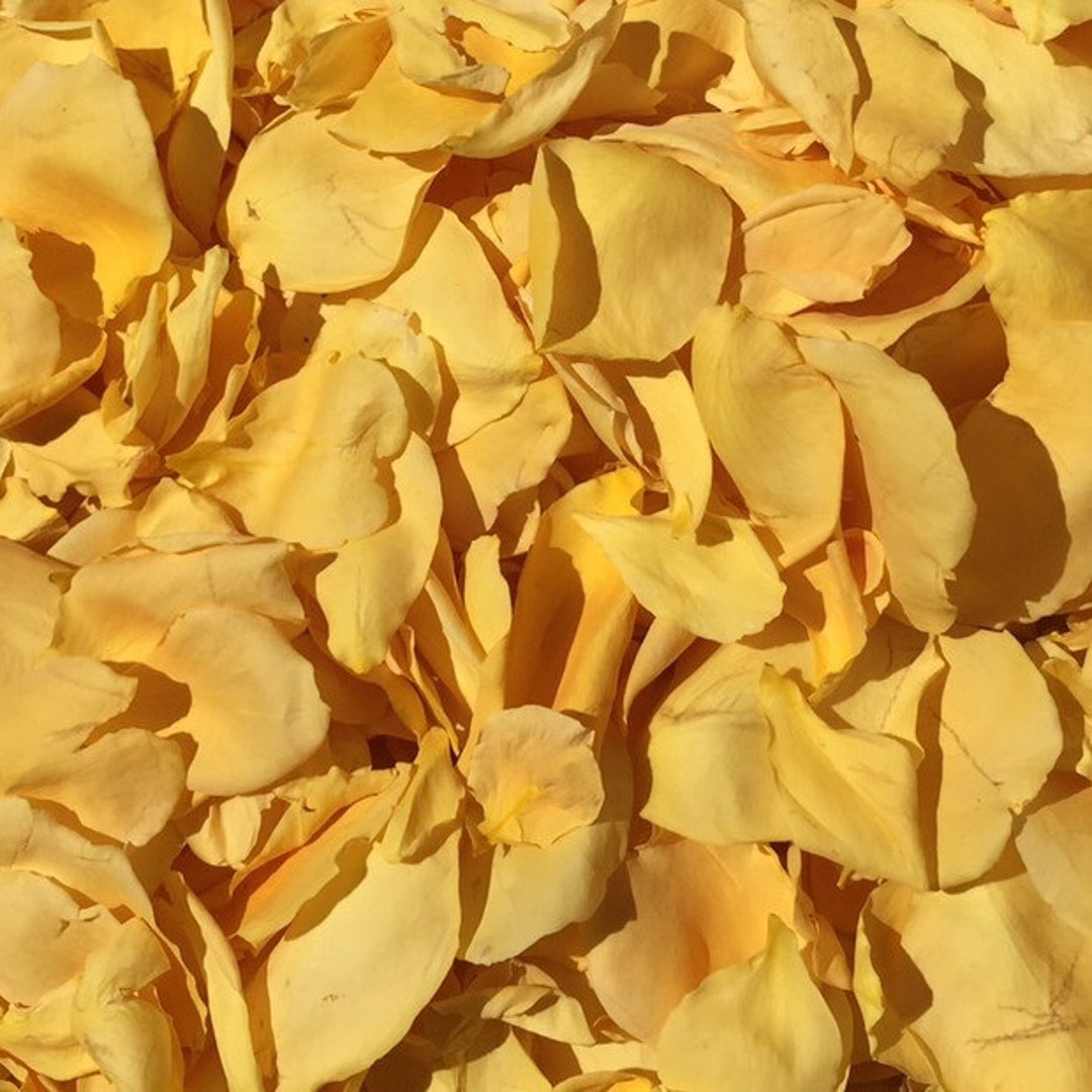 Yellow Rose Petals. 200 Cups. Wedding Petals. Flower Petals. Flower