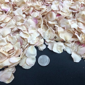 SALE! Petite Blush Champagne Rose Petals. 30 cups of petite real rose petals.  Wedding Petals. Flower Confetti. Eco-friendly. Biodegradable.