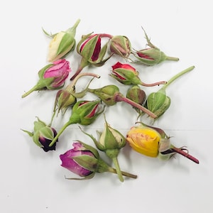Real Assorted Rosebuds, Petite Roses, Miniature Roses, Small Roses, Resin Jewelry Supply, Wedding Decoration, Cake Decoration, Dried Roses