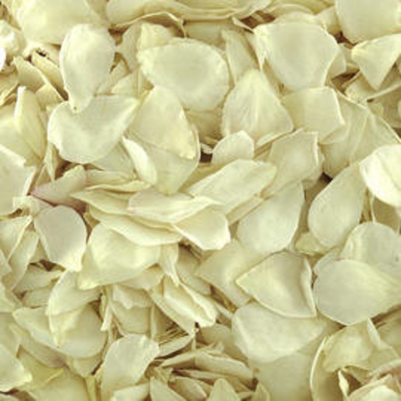 50 cups Iceberg REAL Rose Petals Freeze-Dried, Biodegradable Ivory Rose Petals. Flower Petals. Wedding Petal Confetti. Flower Confetti.USA image 1