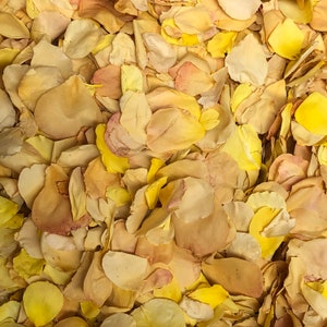 50 cups of Pathway Yellow Rose rose petals. Pathway Petals. Imperfect. Wedding Petals. Wedding Decoration. Natural Real Flower Confetti. USA