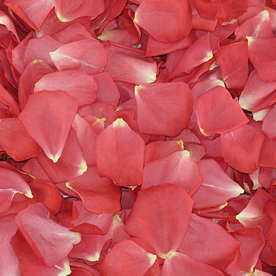 Assorted Flower Petals (30 Cups) - Wholesale - Blooms By The Box