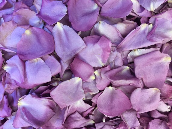 lavender rose petals