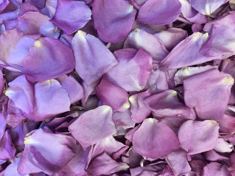 Lavender Rose Petals. 30 cups Petals. Wedding Petals. Flower Etsy