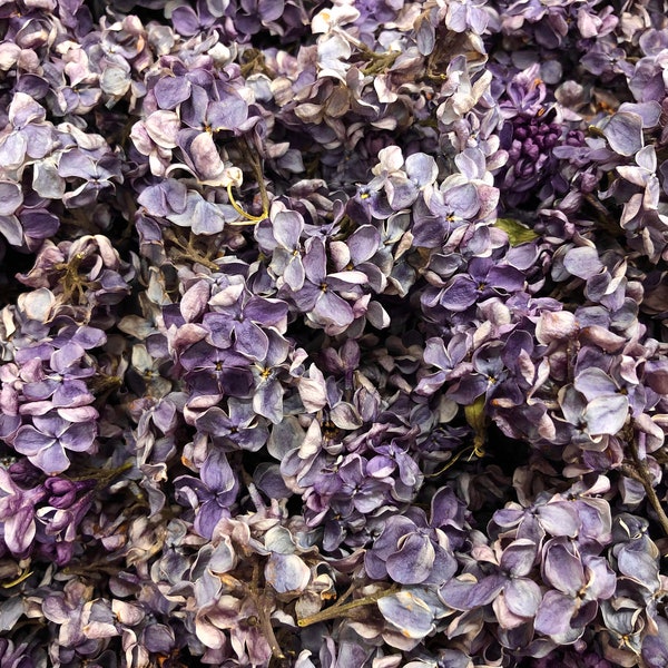 Dried Lilac Etsy