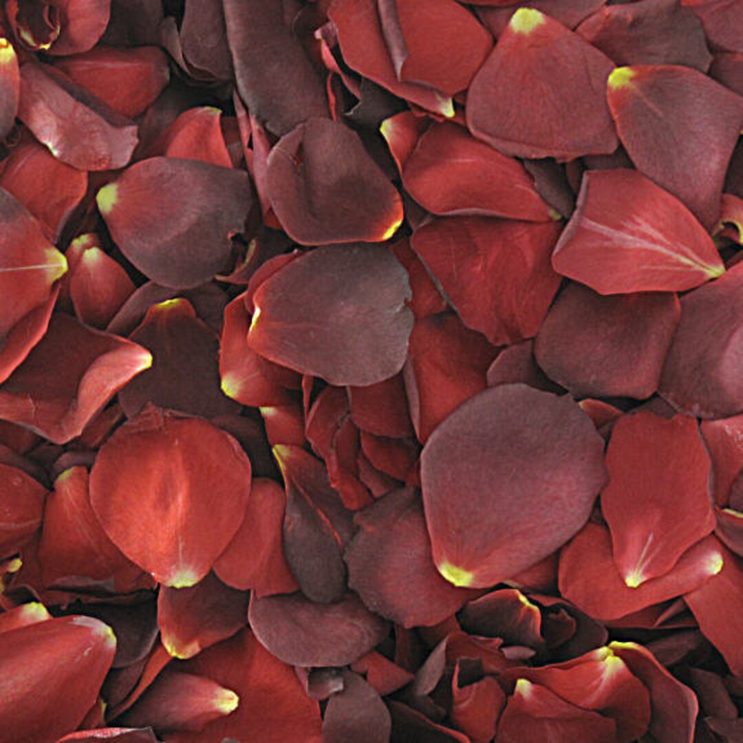 Hot Cocoa Rose Petals.10 Cups. Petals. Wedding Petals. Flower Petals