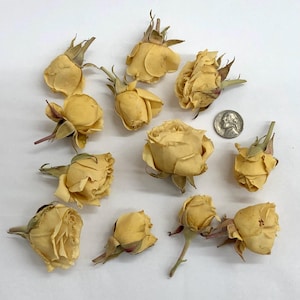 Capullos de rosa pequeños de crema de mantequilla liofilizados, rosas en espray de color amarillo claro, bodas, suministros para manualidades, flores secas, decoración, suministros de joyería de resina de EE. UU.
