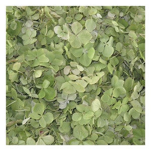 50 cups Green Hydrangea Petals. Wedding Petals. Petals. Flower Confetti. Petal Confetti. Freeze dried petals.Flower Girl Petals. Made in USA