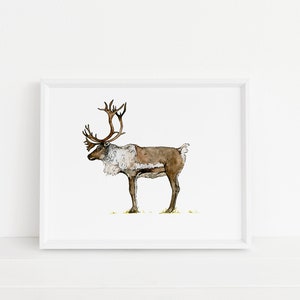 May include: A watercolor painting of a reindeer with large antlers. The reindeer is brown and white and is standing on a green field.