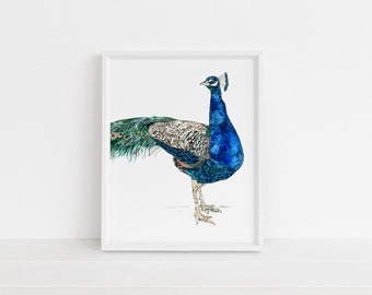 May include: A watercolor painting of a blue and green peacock with its tail feathers spread out. The peacock is standing on a white background.