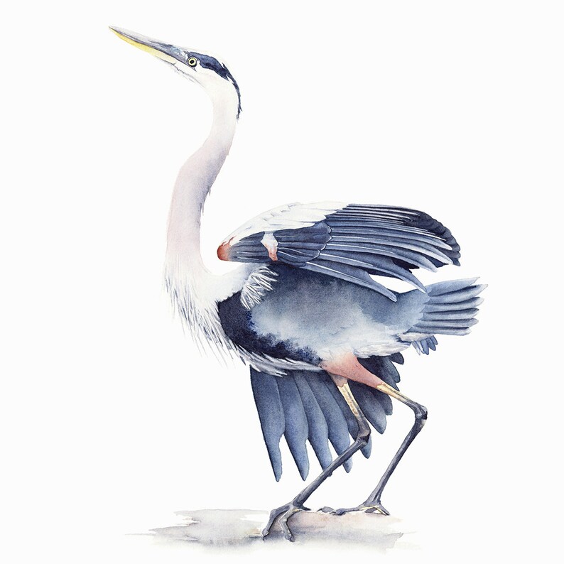 Great Blue Heron Watercolour Painting Bird Watercolor - Etsy Australia