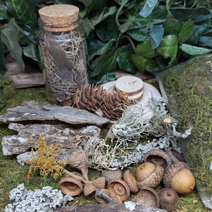 Fairy Garden Terrarium Kit: Natural Moss, Lichen, Acorns & Pinecones