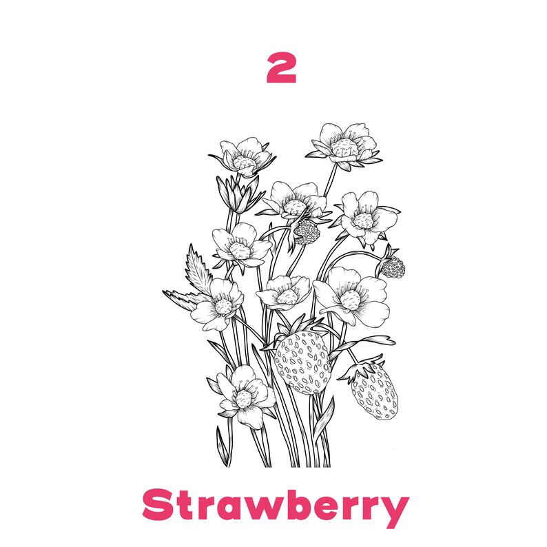 May include: A black and white line drawing of a strawberry plant with the number "2" and the word "Strawberry" in pink text. The plant has several white flowers and red strawberries.