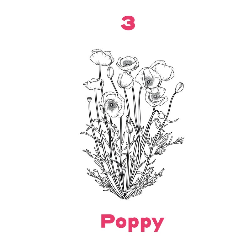 May include: A black and white line drawing of a poppy flower with the number 3 and the word "Poppy" below the image.