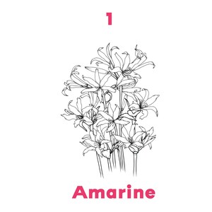 May include: A black and white line drawing of a bouquet of Amarine flowers. The number "1" is written above the flowers. The word "Amarine" is written below the flowers in pink.