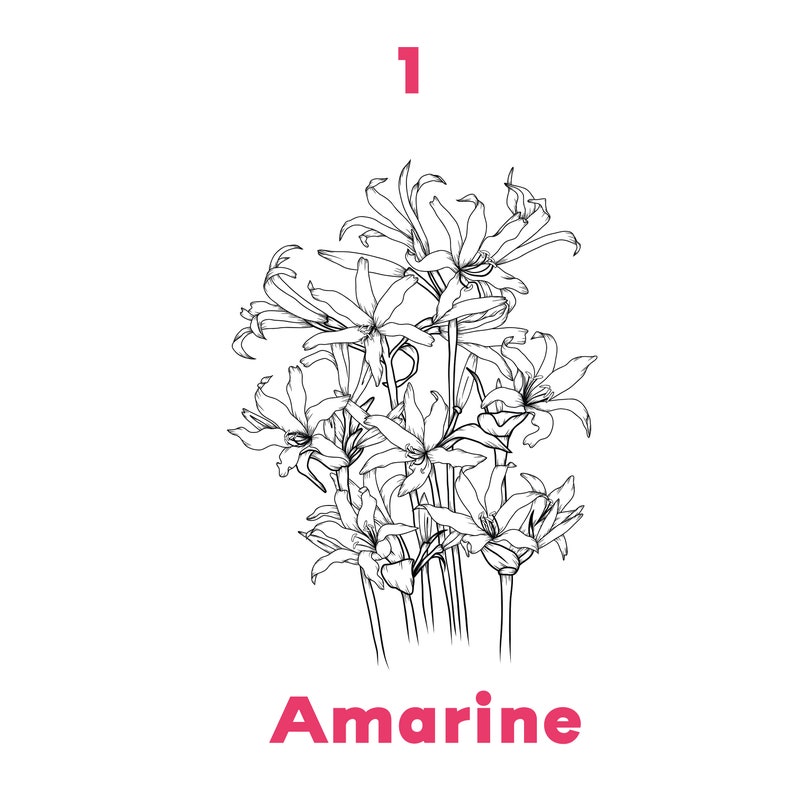 May include: A black and white line drawing of a bouquet of Amarine flowers. The number "1" is written above the flowers. The word "Amarine" is written below the flowers in pink.