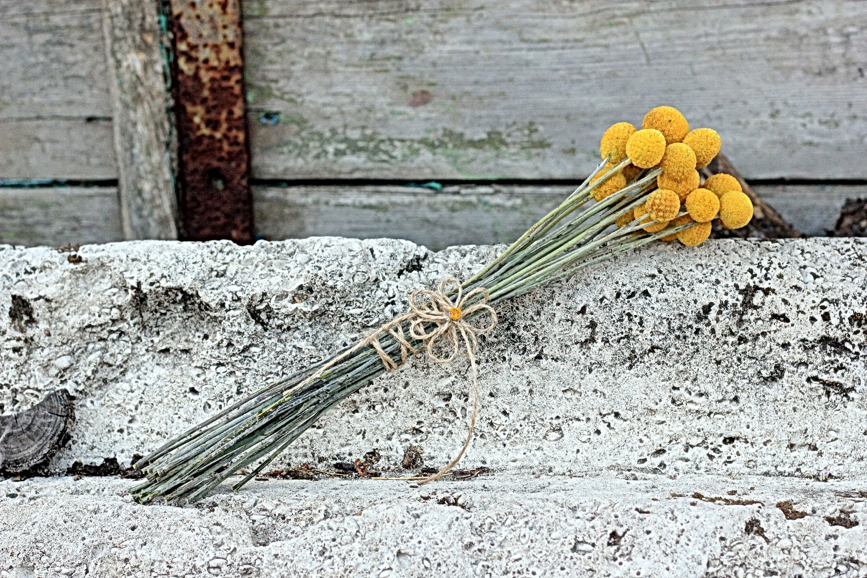Craspedia flowers 20 Stems/Pack dried billy buttons dried