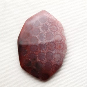 Large Fossilized Coral Gemstone Freeform cabochon
