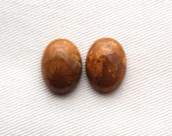 TWO Petrified coral cabochons oval 16X12MM