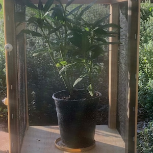 Monarch Butterfly Standard Wood-frame Enclosure & Screenroom Habitat with Illustrated 56-page Book | Pollinator Incubator | Flight Cage image 5