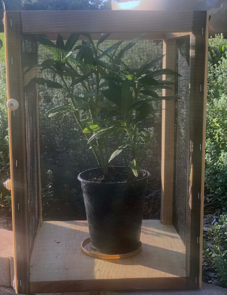 Monarch Butterfly Standard Wood-frame Enclosure & Screenroom Habitat with Illustrated 56-page Book | Pollinator Incubator | Flight Cage image 5
