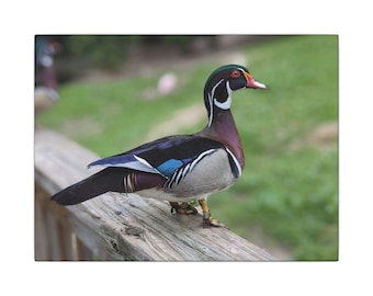Wood Duck on a Wood Deck