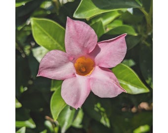Brazilian Jasmine