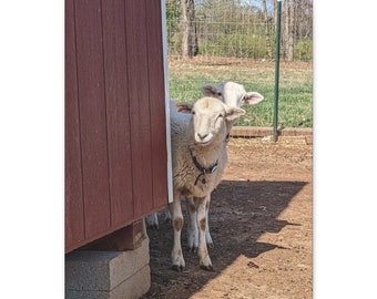 Sheep Like to Talk