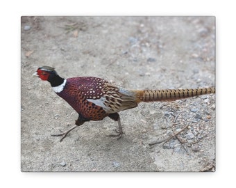 Ring Necked Pheasant