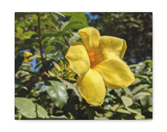 Allamanda