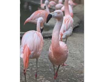 A Flock of Friendly Flamingos