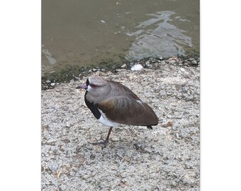 Southern Lapwing