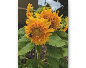 Sunflower and a Friend