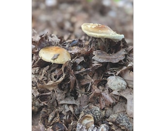 Foragers Dream