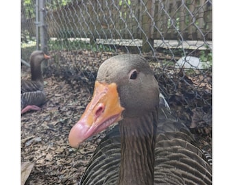 Disapproving Goose
