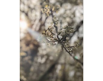 First Rays of Spring