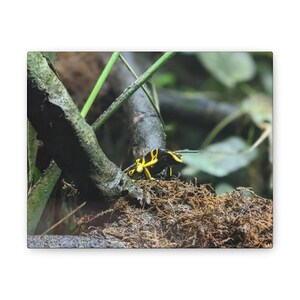 Poison Frog