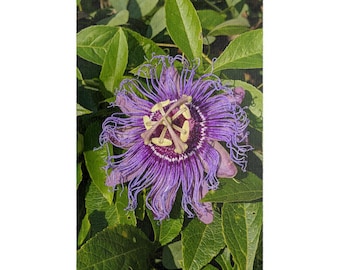 Purple Passionflower Puzzle
