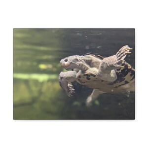 A River Turtle