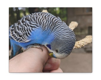 Biting Budgerigar